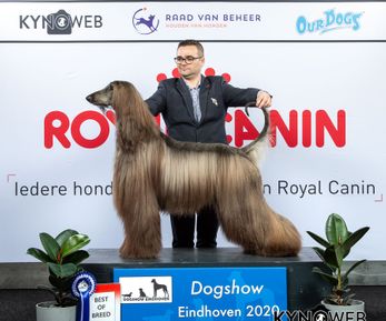 BEST_OF_BREED_775_LR_DOGSHOW_EINDHOVEN_2020_KYNOWEB_KY3_1964_20200208_